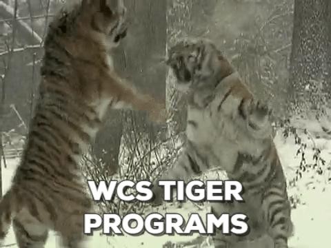 ​WCS’s Global Tiger Programs  